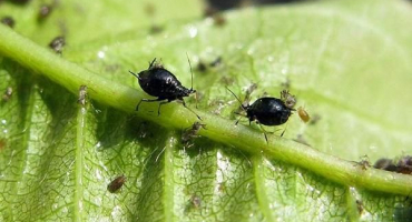 Jak se účinně vypořádat s mšicemi na třešních pomocí léků a lidových prostředků
